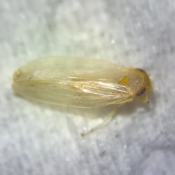 Balclutha frontalis